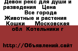 Девон рекс для души и разведения › Цена ­ 20 000 - Все города Животные и растения » Кошки   . Московская обл.,Котельники г.